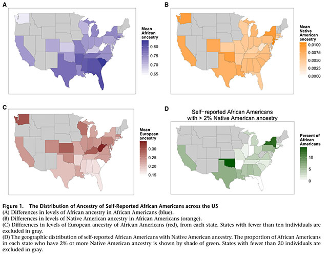 The Genetic Ancestry of African Americans, Latinos, and European